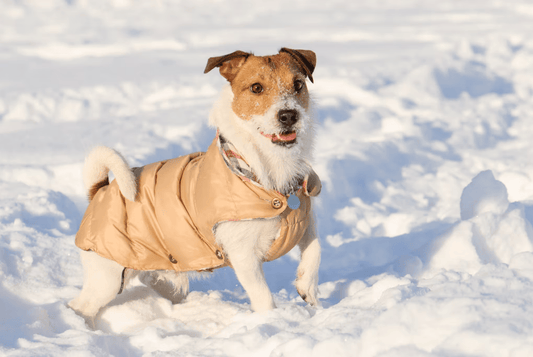 Cold weather care for dogs