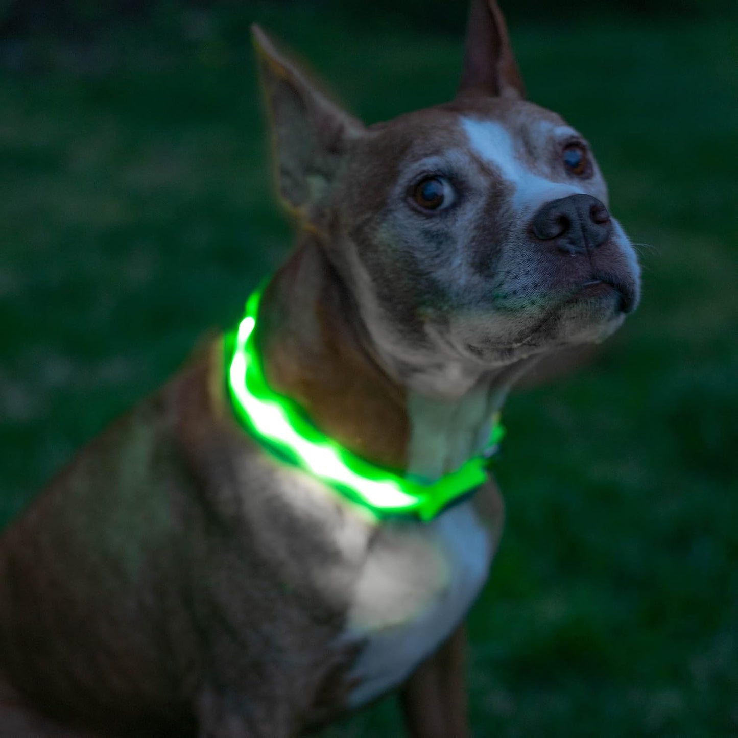 Light up Dog Collar - the Original LED Dog Collar - USB Rechargeable - Waterproof - 1,000 Feet of Visibility - Dog Collar Light for Small, Medium, Large Dogs - US Brand