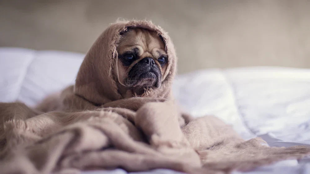 Choosing the Right Non-Toxic Dog Bed for Your Beloved Pet