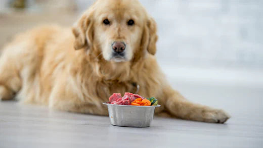 What Are Novel Proteins for Dogs, and Why Do They Matter?