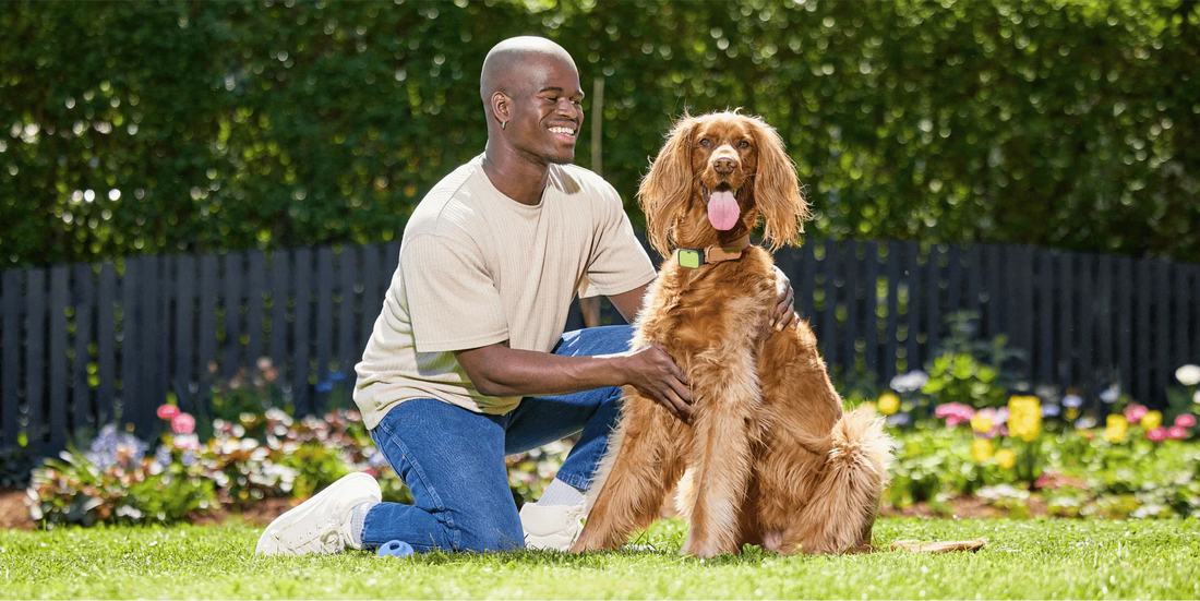 Tips for getting fit with your pet