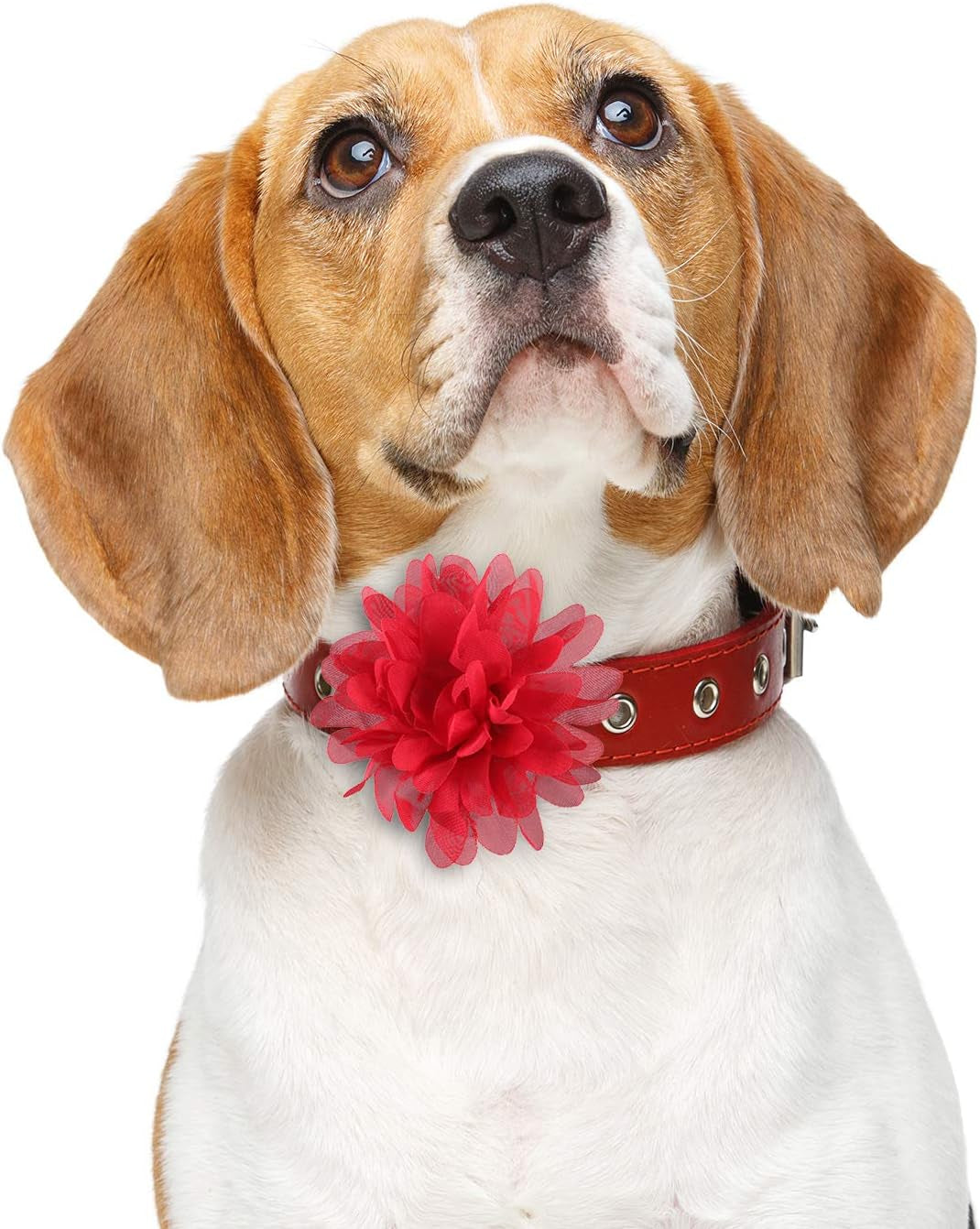 10 Cm/ 4 Inch 20 Pcs Pet Flower Collar Bow Dog Collar Dog Flower Accessory Multi Color Soft Chiffon Bow Tie Charms for Puppy Grooming Accessories