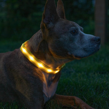 Light up Dog Collar - the Original LED Dog Collar - USB Rechargeable - Waterproof - 1,000 Feet of Visibility - Dog Collar Light for Small, Medium, Large Dogs - US Brand