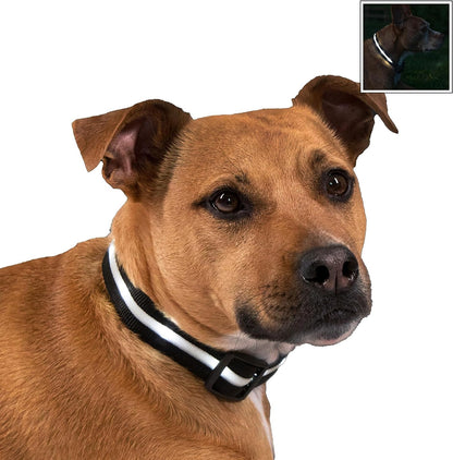 Light up Dog Collar - the Original LED Dog Collar - USB Rechargeable - Waterproof - 1,000 Feet of Visibility - Dog Collar Light for Small, Medium, Large Dogs - US Brand