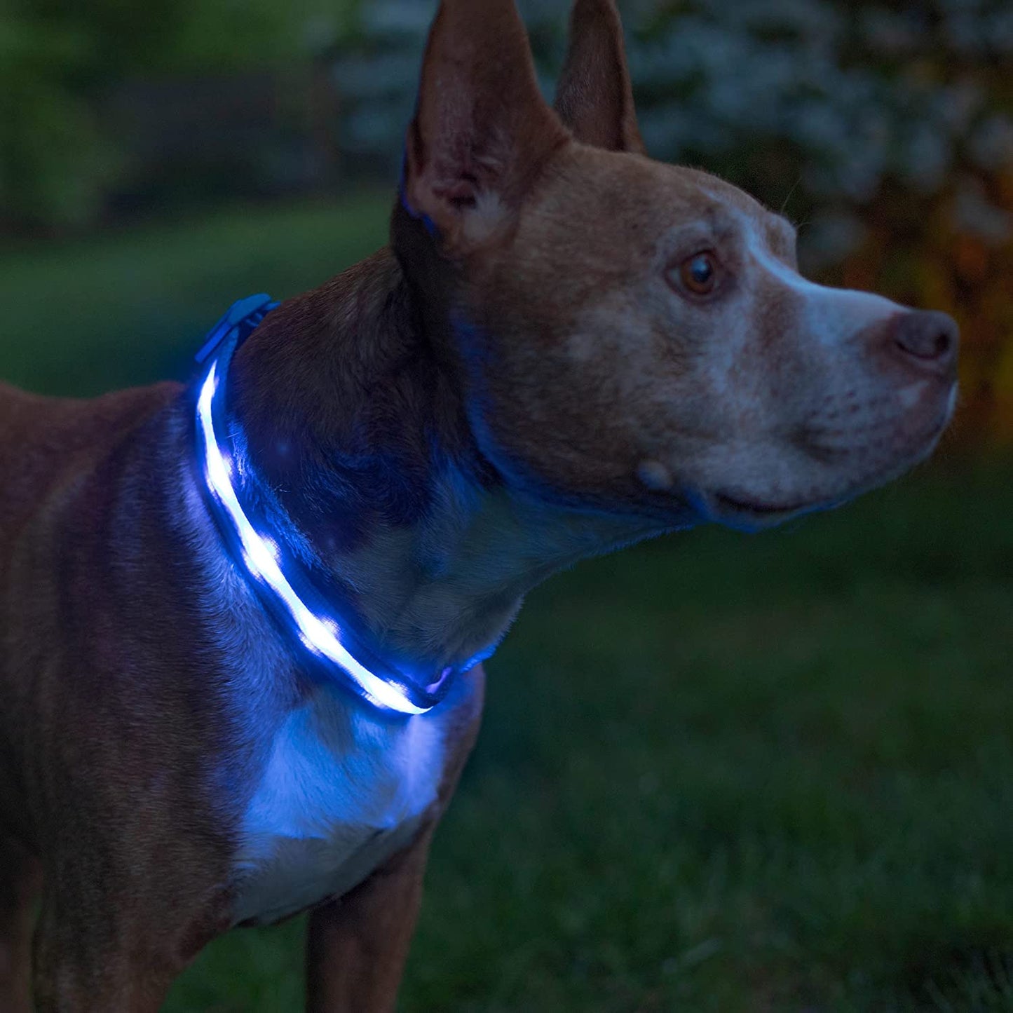 Light up Dog Collar - the Original LED Dog Collar - USB Rechargeable - Waterproof - 1,000 Feet of Visibility - Dog Collar Light for Small, Medium, Large Dogs - US Brand